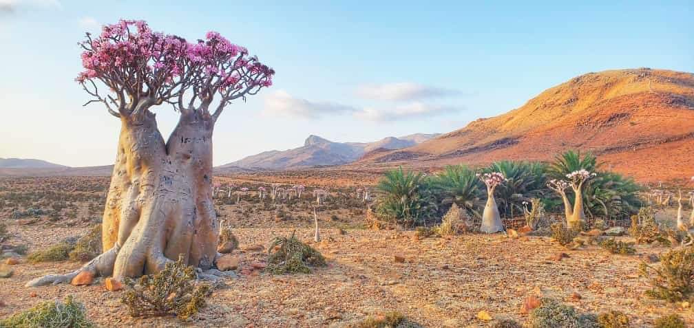 Arbol botella arbol pepino Socotra