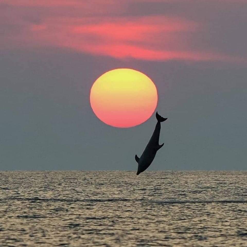 Delfin girador atardecer