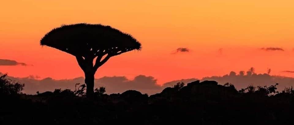 Socotra Atardecer Arbol Sangre de Dragon