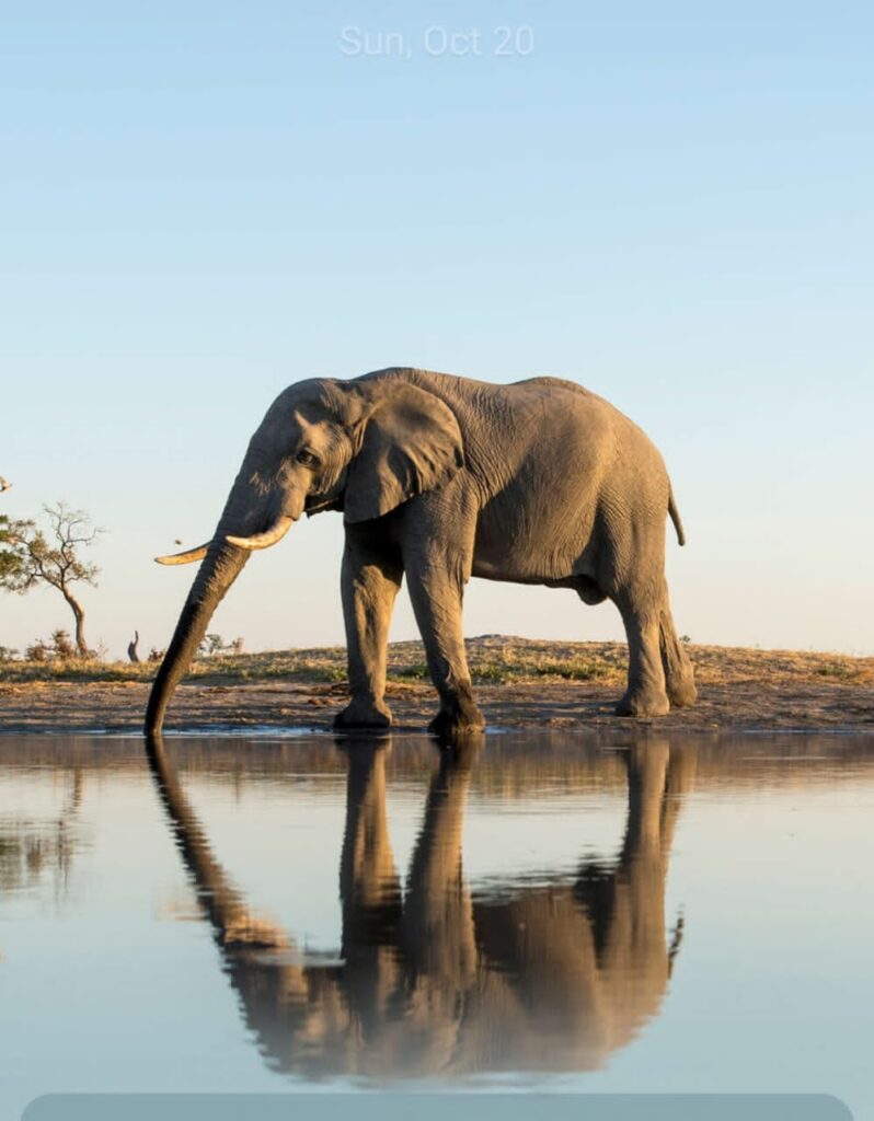 Elefante-Tanzania