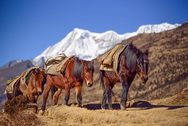 Caballos-Bután