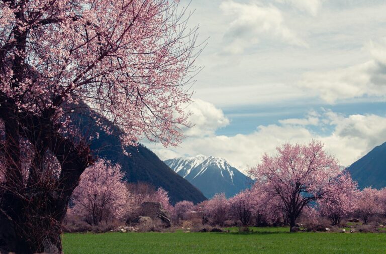 Cerezos-Tibet