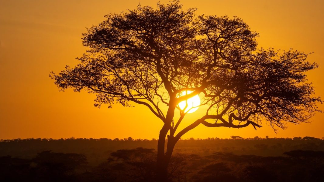 arbol-tanzania